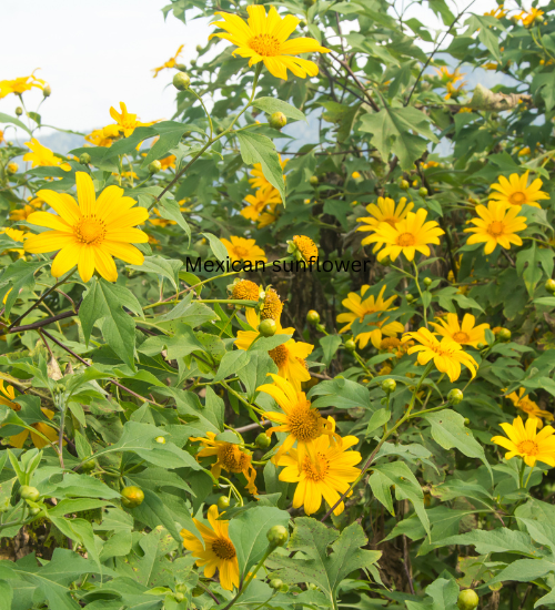 Fall Pollinator Garden Flowers