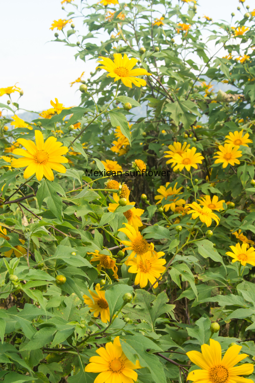 Mexican sunflower