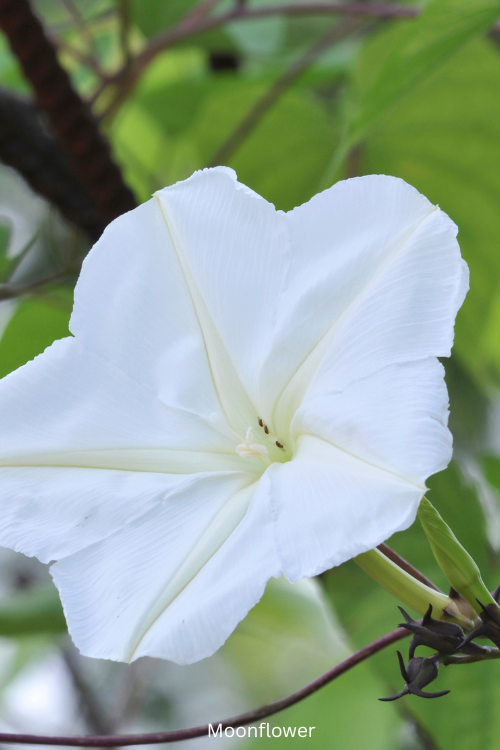 Moonflower