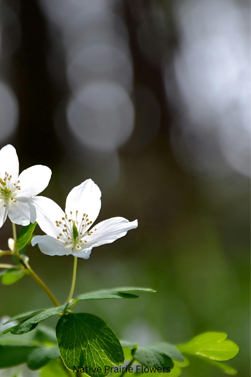 Flowers for a Dry Sunny Slope