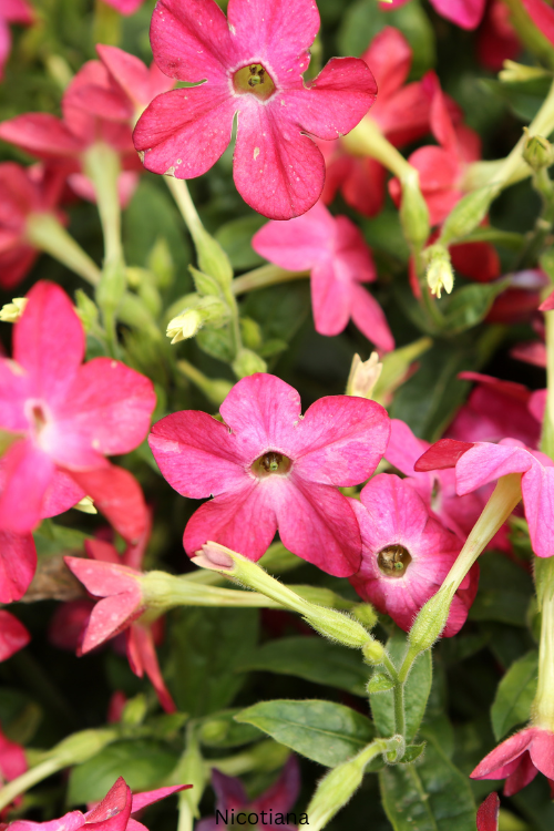 Nicotiana