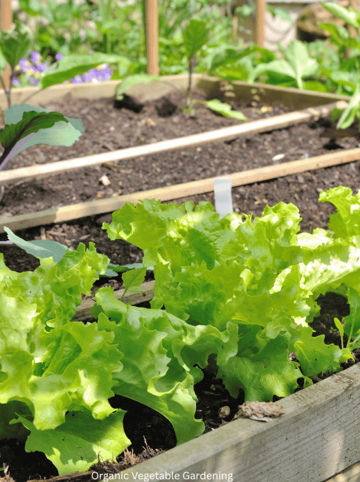 Organic Vegetable Gardening for Beginners