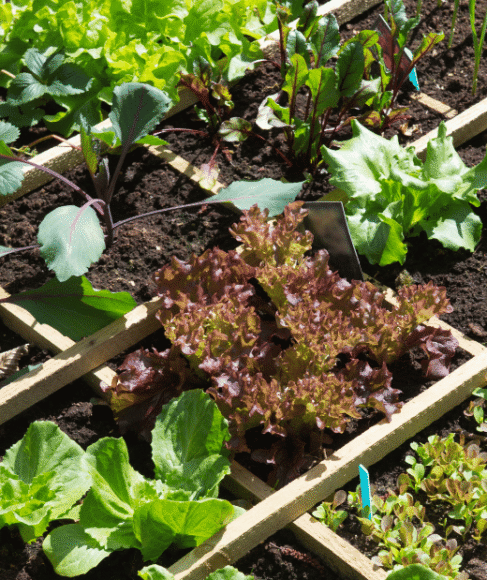 Organic Vegetable Gardening for Beginners