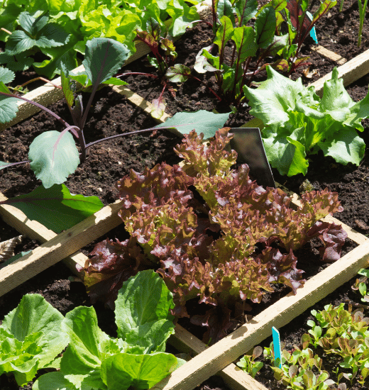 Organic Vegetable Gardening for Beginners