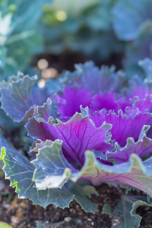 Ornamental Kale and Cabbage