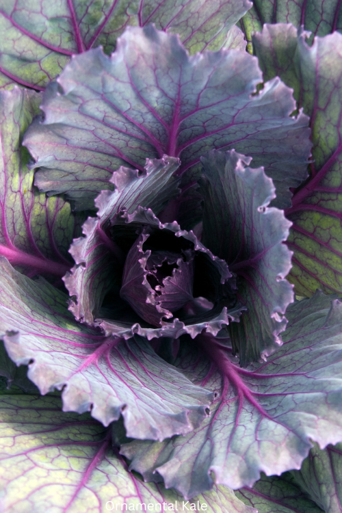 Ornamental Kale