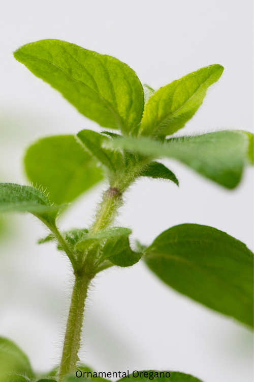 Ornamental Oregano