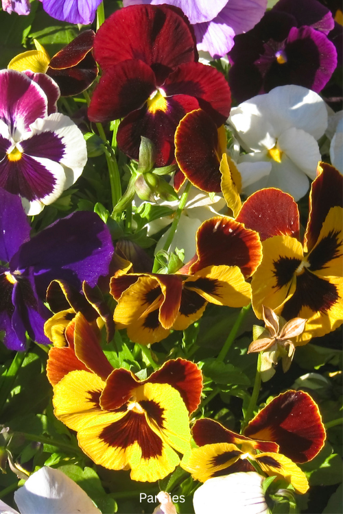 Pansies