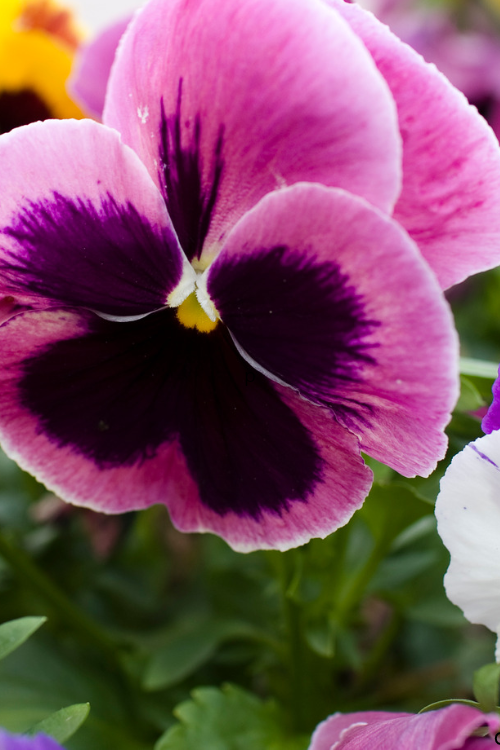 Pansies