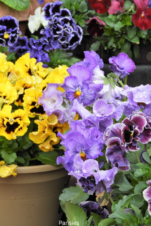 Pansies