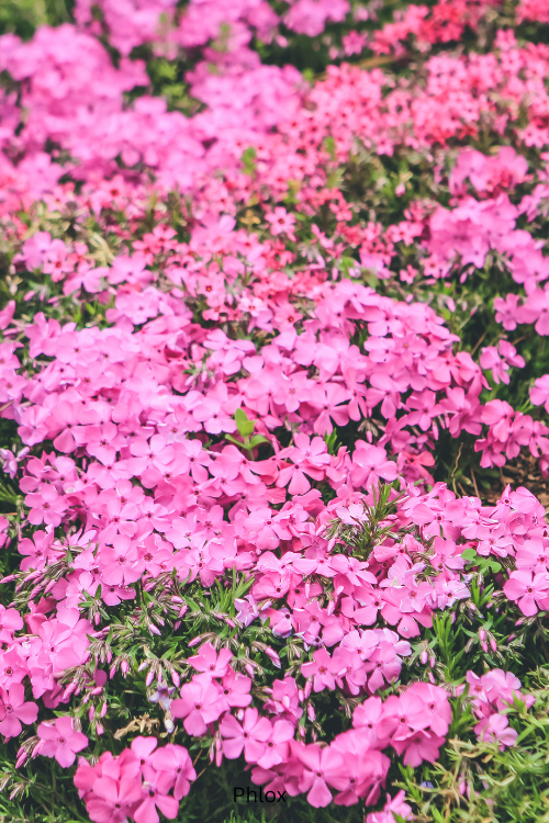 Phlox
