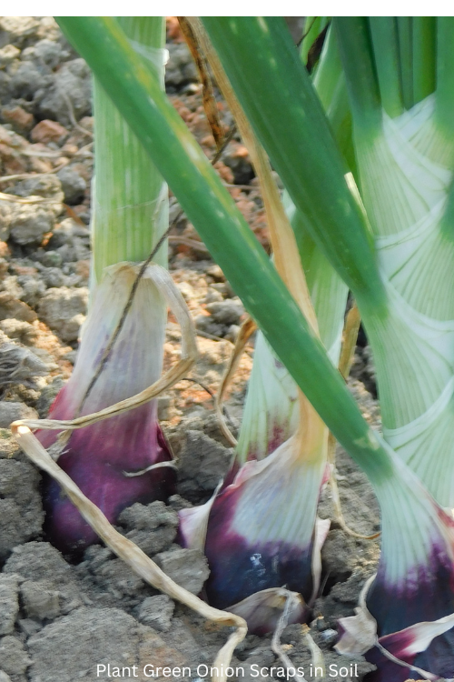 Plant Green Onion Scraps in Soil