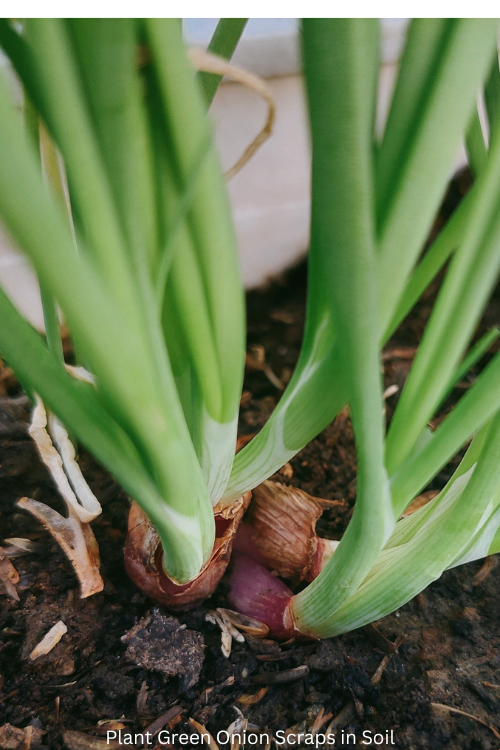 Plant Green Onion Scraps in Soil