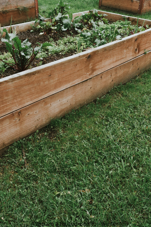 Prepare a Raised Bed for Winter