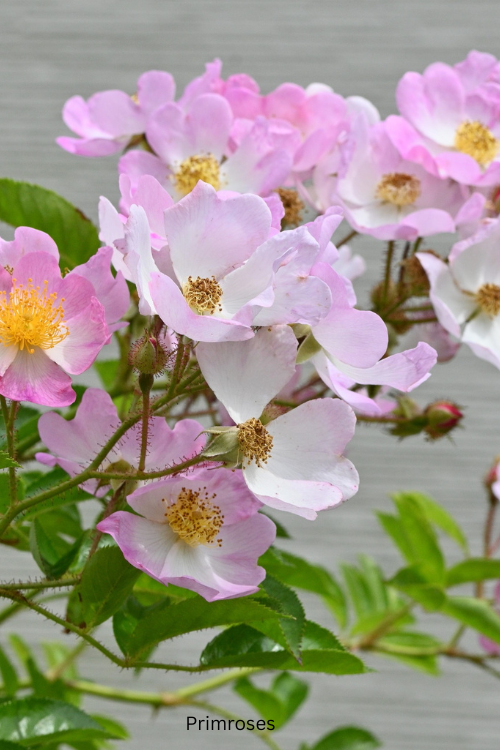Primroses