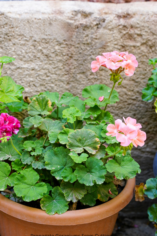 How to Propagate Geraniums From Cuttings