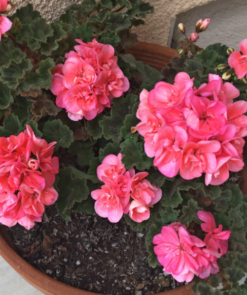 How to Propagate Geraniums From Cuttings