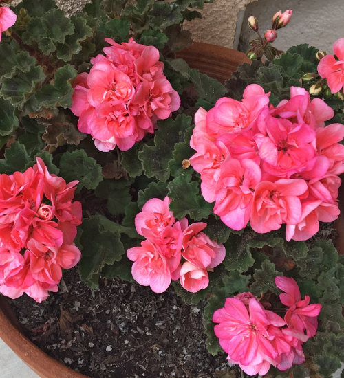 How to Propagate Geraniums From Cuttings
