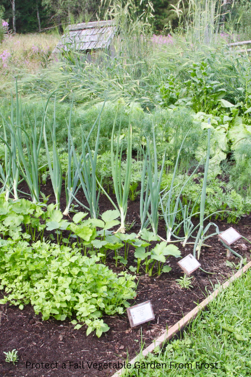 How to Protect a Fall Vegetable Garden From Frost