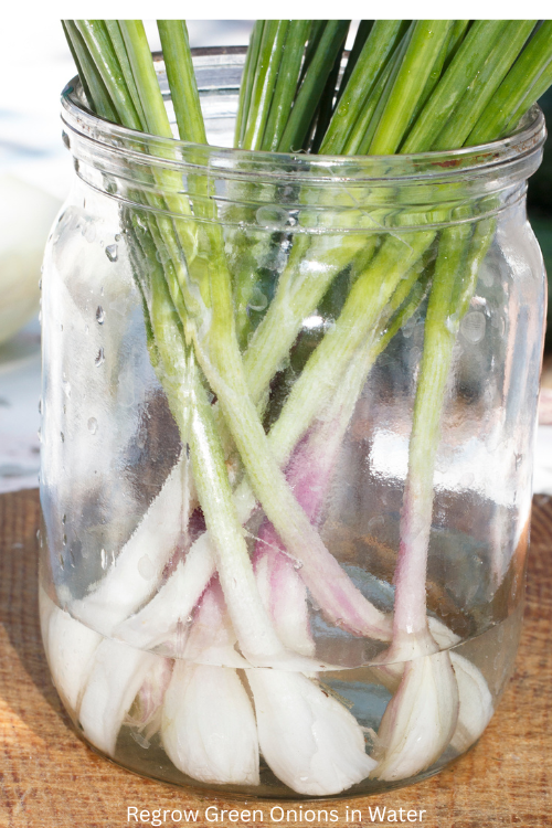 Regrow Green Onions in Water