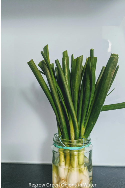 Regrow Green Onions in Water