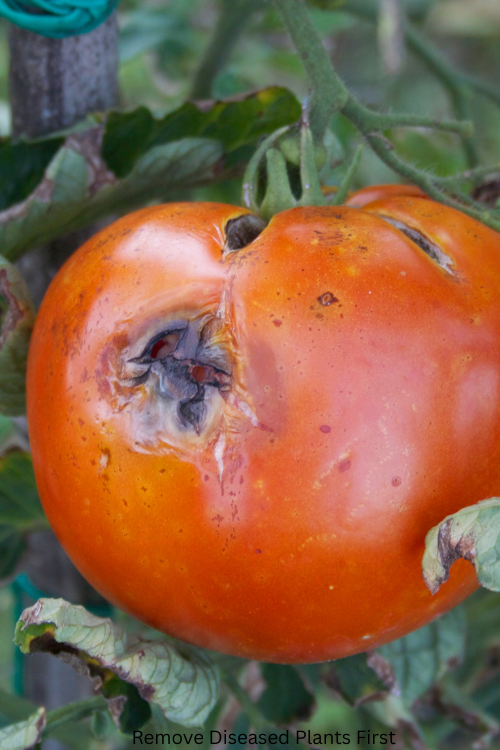 Remove Diseased Plants First