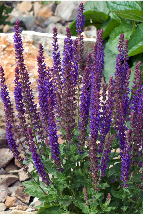 Salvia