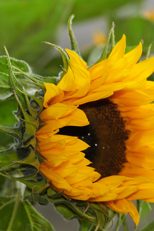 How to Save Flower Seeds From Garden Blooms
