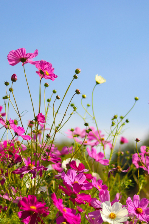 How to Save Flower Seeds From Garden Blooms