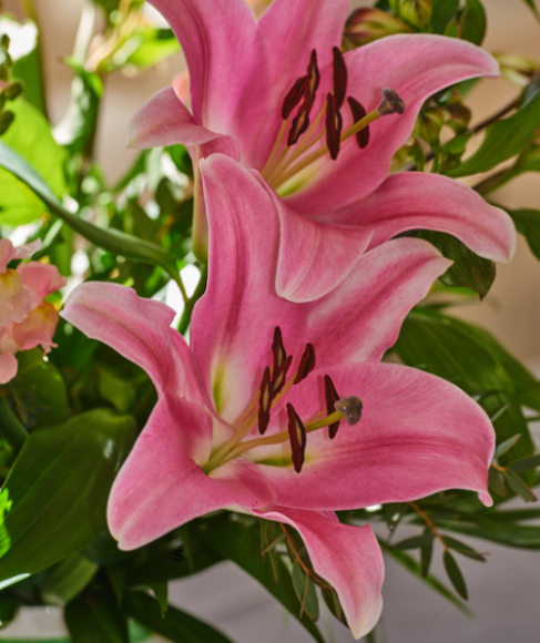 How to Save Flower Seeds From Garden Blooms