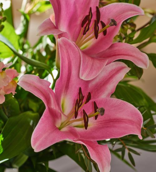 How to Save Flower Seeds From Garden Blooms