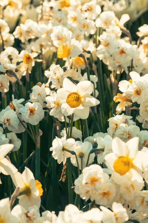 How to Save Flower Seeds From Garden Blooms