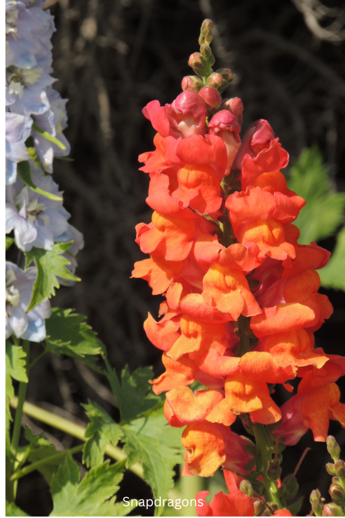 Snapdragons