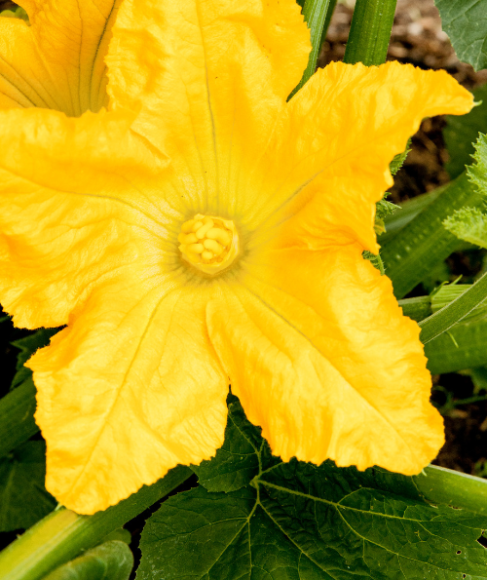 Edible Flowers for Cakes, Salads, and Drinks