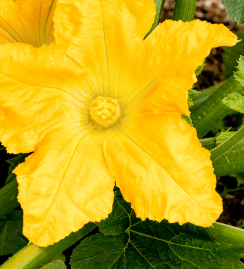 Edible Flowers for Cakes, Salads, and Drinks
