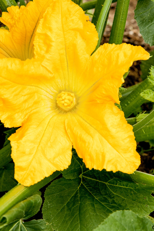 Squash Blossoms