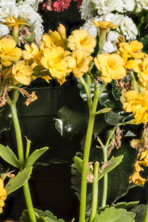How to Stake Tall Flowers Without Damaging Their Stems