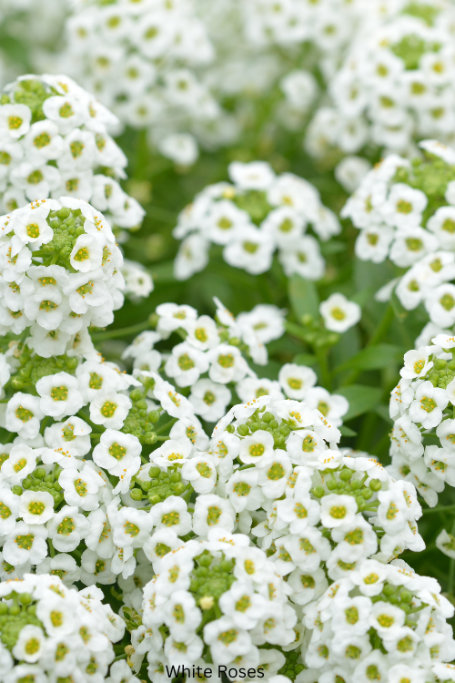Sweet Alyssum