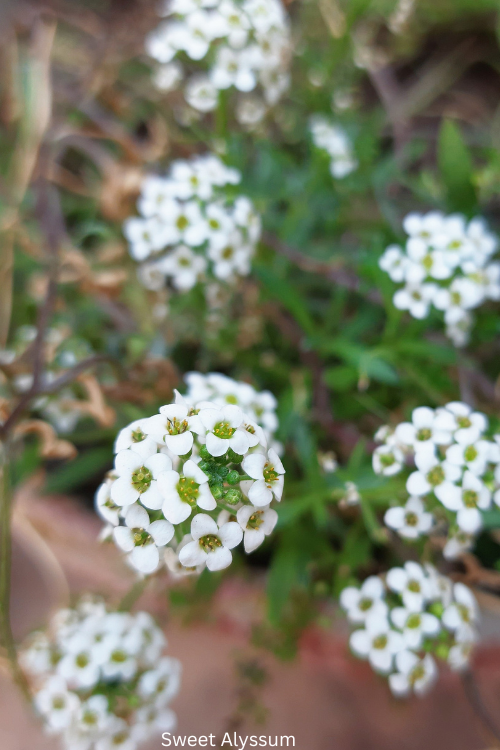 Sweet Alyssum