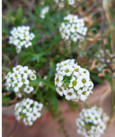 Winter Flowering Container Plants for a Porch