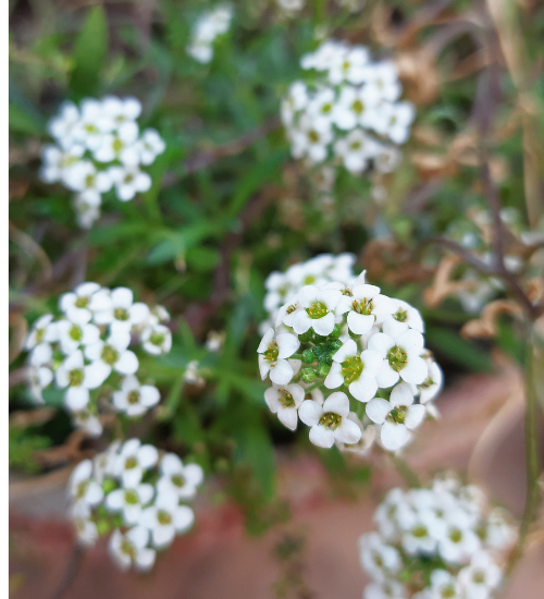 Winter Flowering Container Plants for a Porch