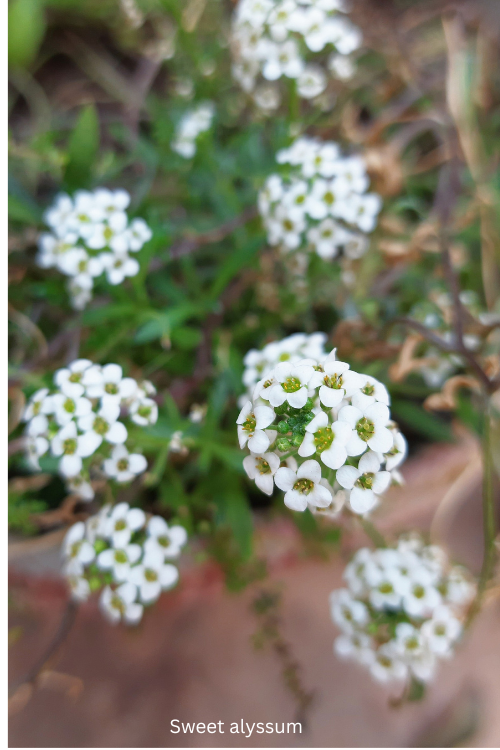 Sweet alyssum