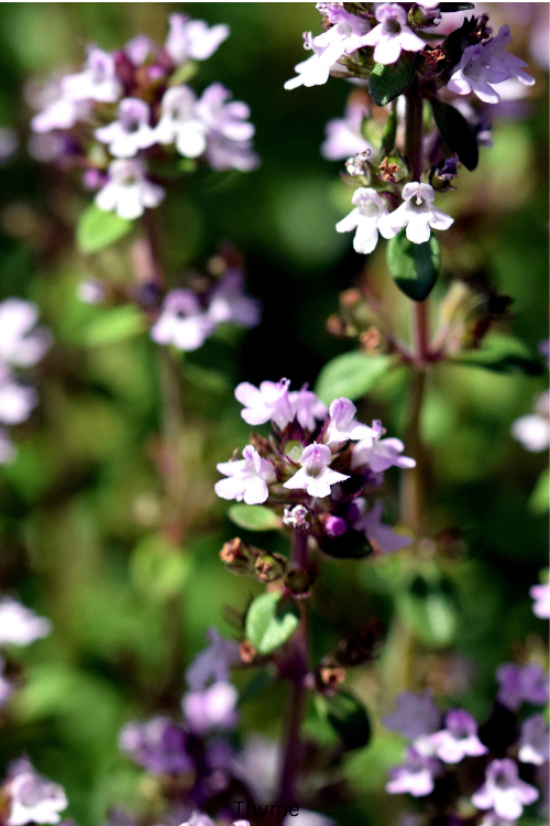 Thyme