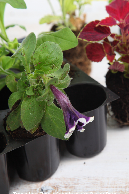 Transplant Flower Seedlings Into Bigger Pots