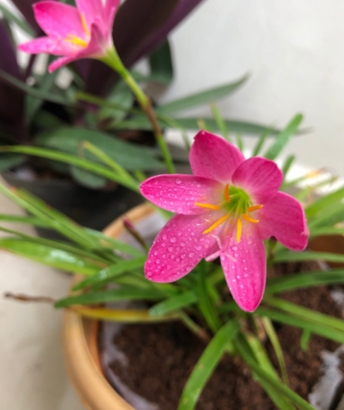 How to Transplant Flower Seedlings Into Bigger Pots