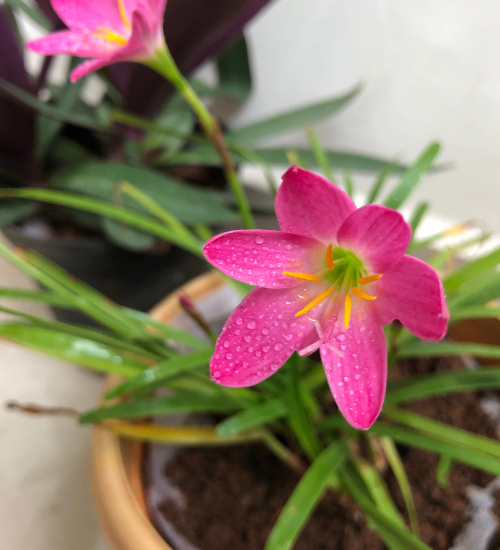 How to Transplant Flower Seedlings Into Bigger Pots