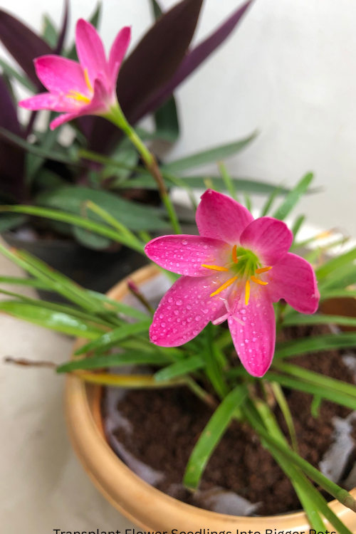 How to Transplant Flower Seedlings Into Bigger Pots 