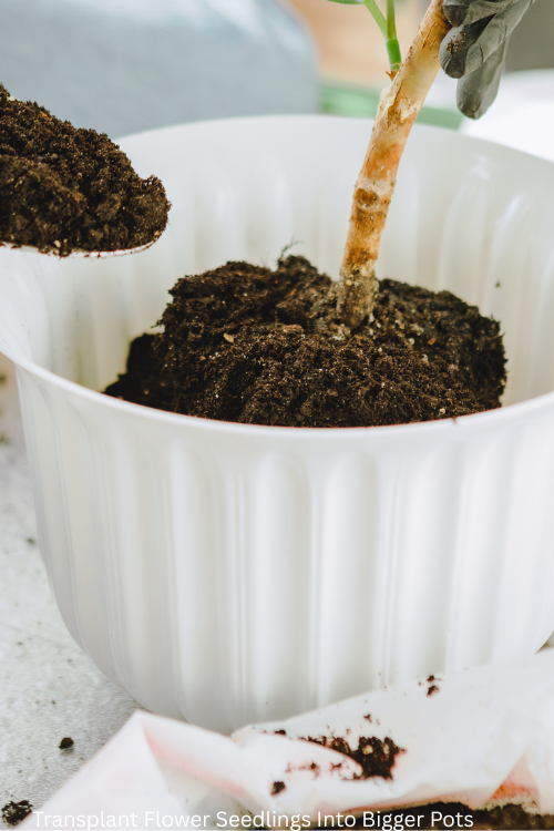 Transplant Flower Seedlings Into Bigger Pots