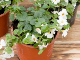 Transplant Flower Seedlings Into Bigger Pots