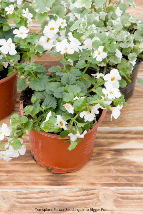 Transplant Flower Seedlings Into Bigger Pots